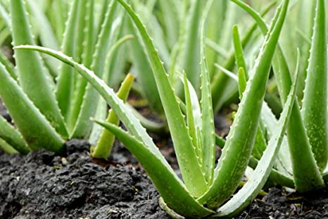 Aloe Vera Gel & Spray